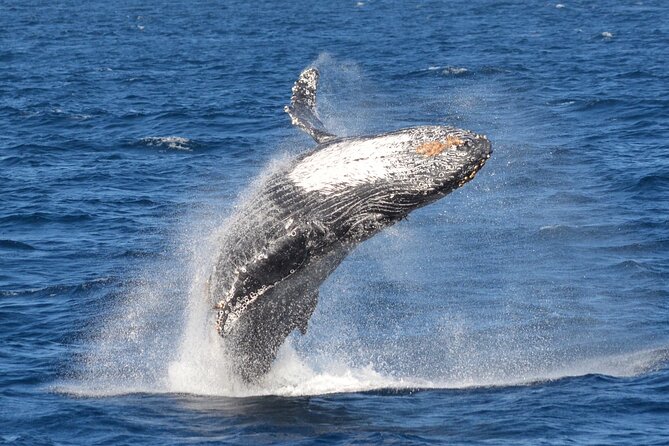 Guided Whale Watching Tour from Long Beach - The guides, commentary, and sound system