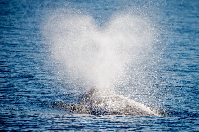 Guided Whale Watching Tour from Long Beach - The Queen Mary gives the cruise a memorable start