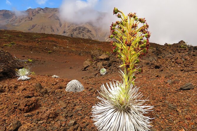 Haleakala Sunrise Best Self-Guided Bike Tour - Makawao, Breakfast, and the Second Bike Section
