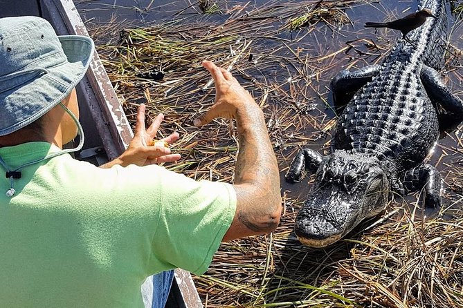 Half-day Everglades National Park Tour and 1-Hour Air Boat Ride - Why this half-day Everglades tour works