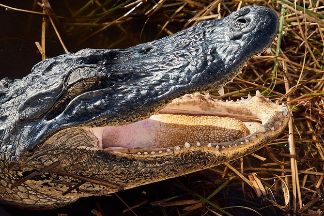 Half-day Everglades National Park Tour and 1-Hour Air Boat Ride - The one-hour airboat ride into open wetland