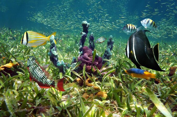Half Day Snorkel Trip on Reefs in the Florida Keys - Key details before you book