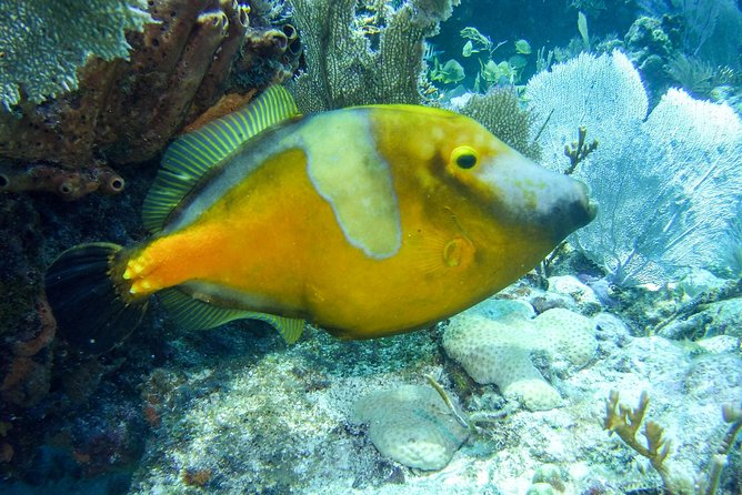Half Day Snorkel Trip on Reefs in the Florida Keys - Equipment, comfort, and water temperature
