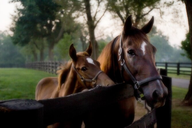Half-Day Thoroughbred Horse Farm Tour in Kentucky - Keeneland: important, beautiful, and not always fully open