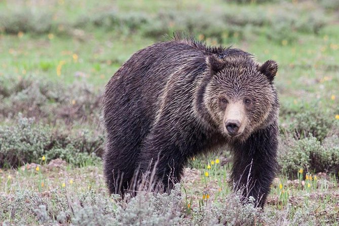 Half-Day Wildlife Safari Tour in Grand Teton National Park - Quick reasons to consider this safari