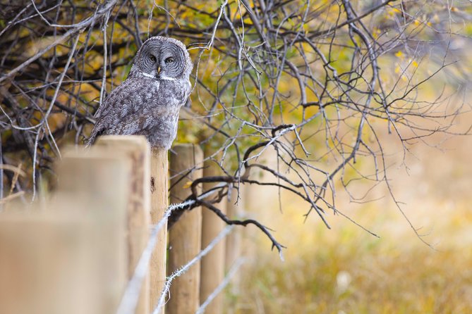 Half-Day Wildlife Safari Tour in Grand Teton National Park - Starting at the National Elk Refuge