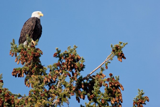 Half-Day Wildlife Safari Tour in Grand Teton National Park - Grand Teton views and wildlife searches