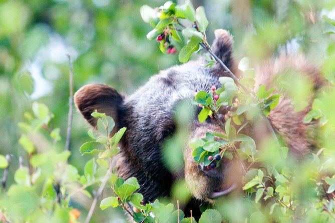 Half-Day Wildlife Safari Tour in Grand Teton National Park - Moose and the Craig Thomas Discovery and Visitor Center