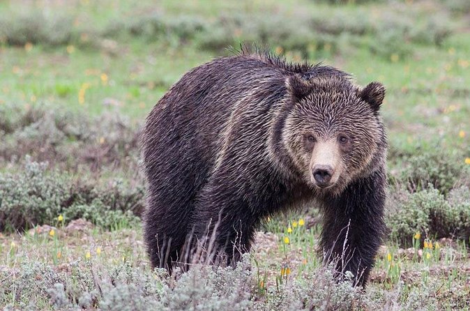 Half-Day Wildlife Safari Tour in Grand Teton National Park - Jackson Hole visitor center and the close of the tour