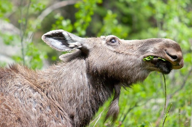Half-Day Wildlife Safari Tour in Grand Teton National Park - What the small vehicle adds