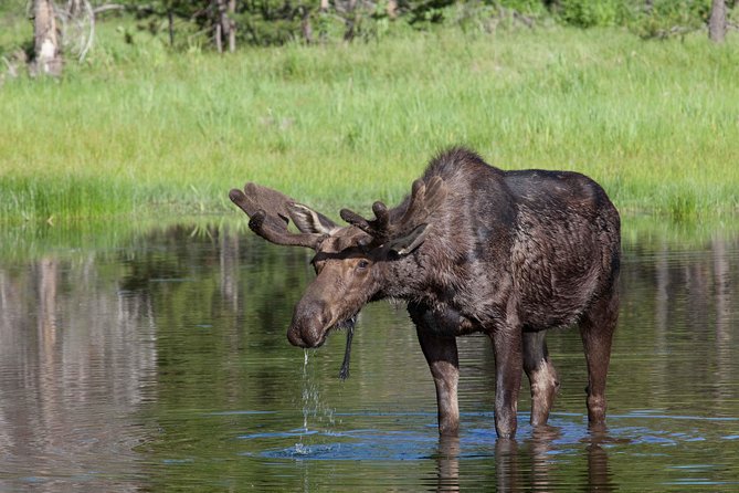 Half-Day Wildlife Safari Tour in Grand Teton National Park - Searching Moose Wilson Road