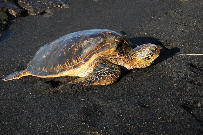 Hilo Shore Excursion: Volcanoes National Park & Black Sand Beach - What the guides add to the experience