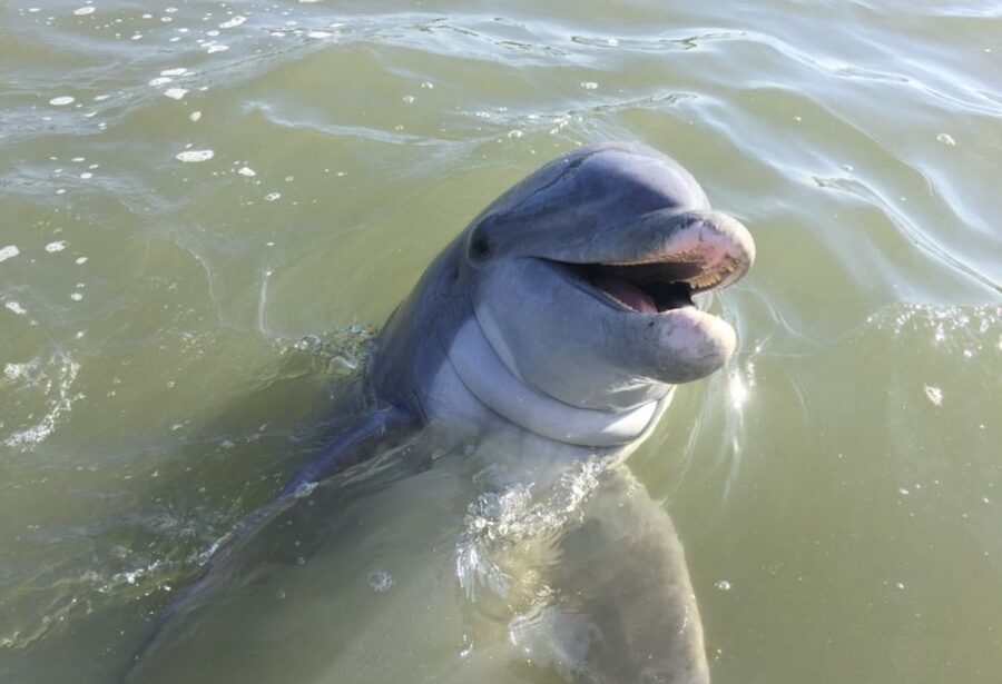 Hilton Head Island: Daytime Dolphin Watching Boat Tour - Hilton Head’s waterways before the dolphins