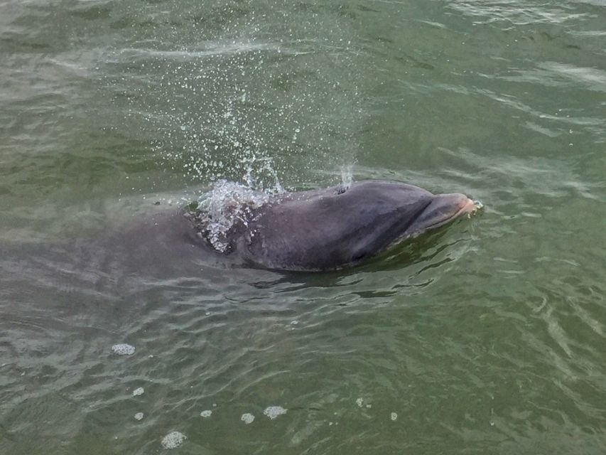 Hilton Head Island: Daytime Dolphin Watching Boat Tour - Practical tips for a smoother ride