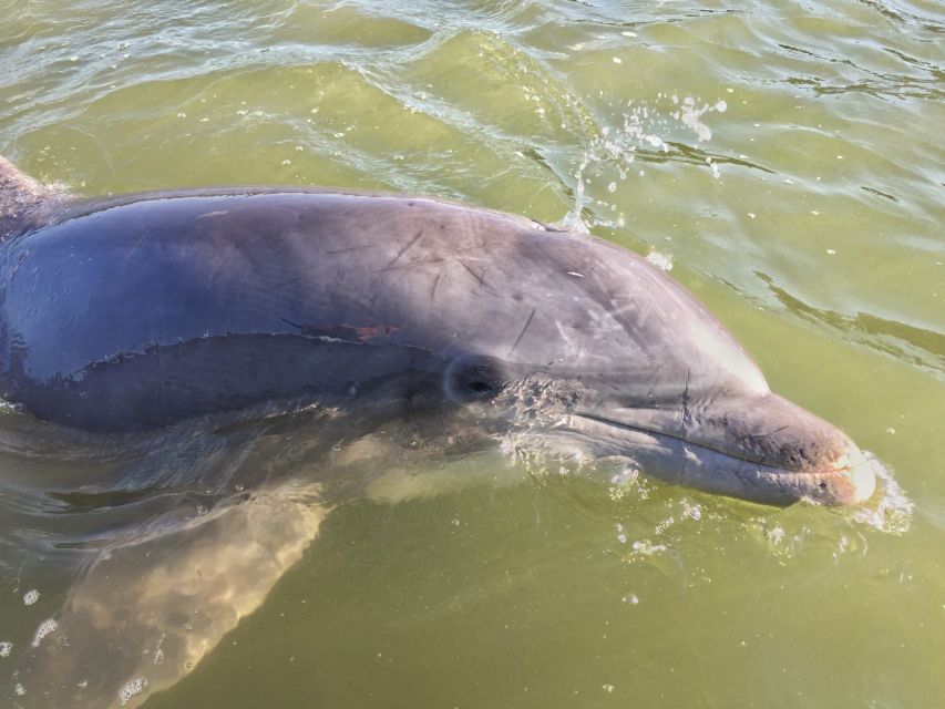 Hilton Head Island: Daytime Dolphin Watching Boat Tour - Watching dolphins in Calibogue Sound