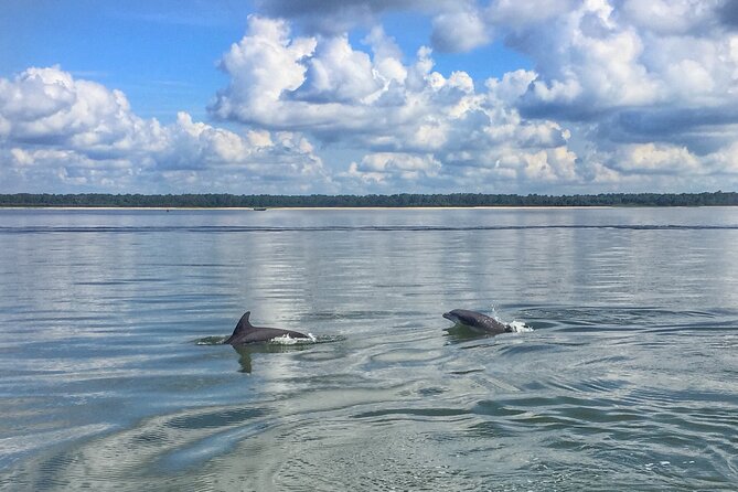 Hilton Head Island Dolphin Boat Cruise - Key points to know before you book