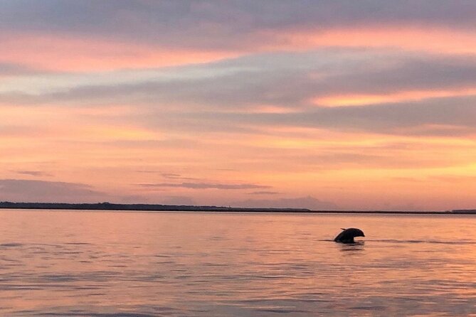Hilton Head Island Dolphin Boat Cruise - More than dolphins: birds, marshes, and island views