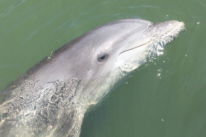 Hilton Head Island Dolphin Boat Cruise - Why the family-friendly format works