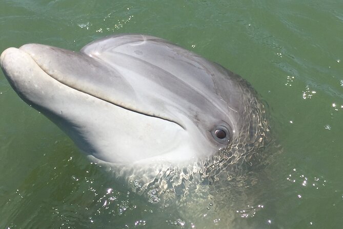 Hilton Head Island Dolphin Boat Cruise - Picking the best departure time