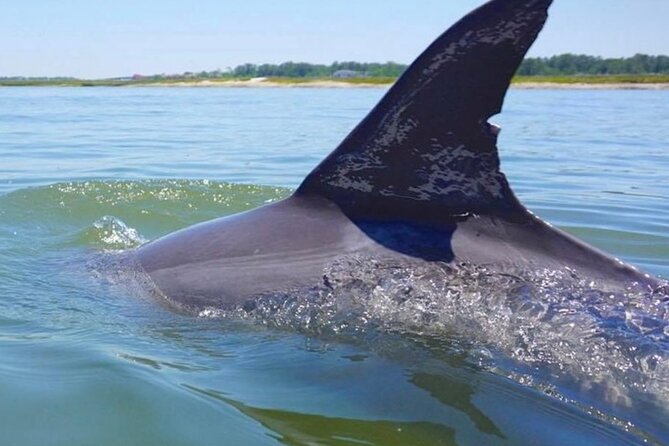 Hilton Head Island Dolphin Boat Cruise - Finding dolphins in the Hilton Head waterways