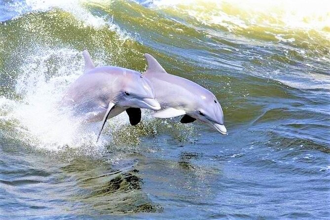 Hilton Head Island Ocean Dolphin Cruise - Key points before you book