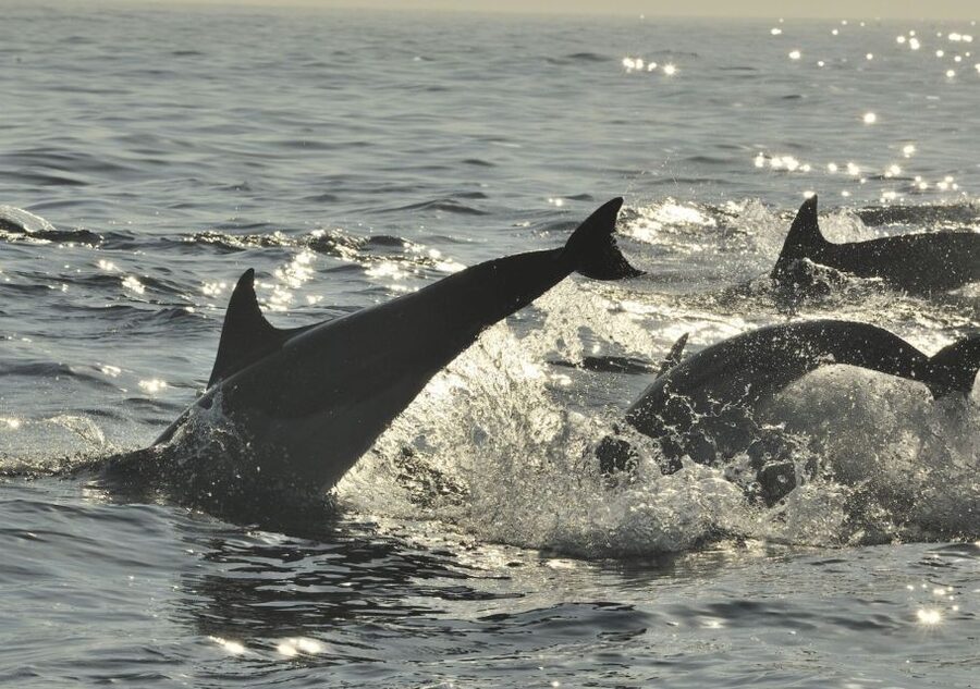 Hilton Head Island: Sunset Dolphin Cruise - A boat built for viewing, not lounging