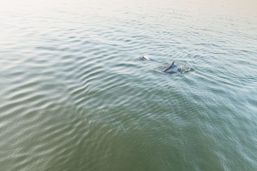 Hilton Head Island: Sunset Dolphin Cruise - How weather changes the experience
