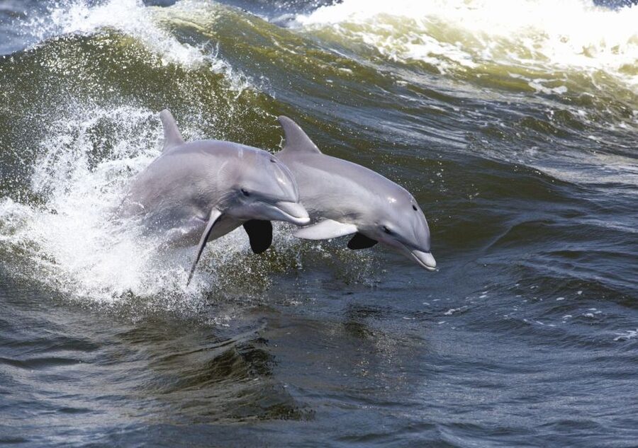 Hilton Head Island: Sunset Dolphin Cruise - Who will enjoy this cruise most
