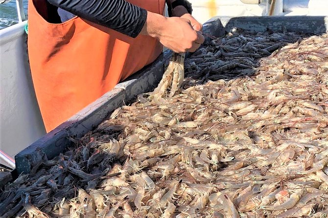 Hilton Head Shrimp Trawling Boat Cruise - Salt Marsh Science You Can See on Deck