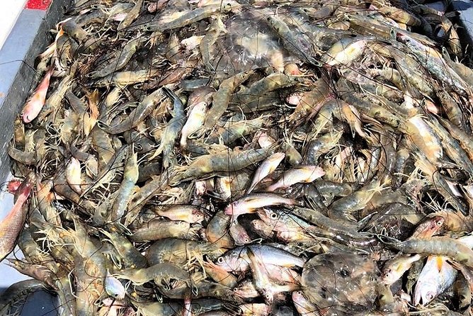 Hilton Head Shrimp Trawling Boat Cruise - Who Will Enjoy This Most