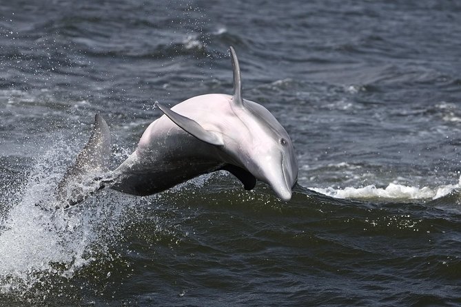 Hilton Head Sunset Dolphin Watching Cruise - A sunset cruise with dolphins built into the plan