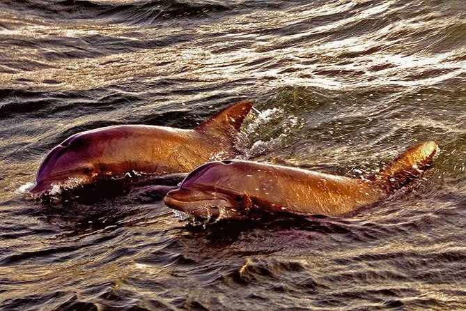 Hilton Head Sunset Dolphin Watching Cruise - Captain Justin’s stories about the Lowcountry