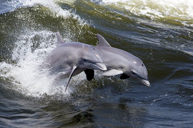 Hilton Head Sunset Dolphin Watching Cruise - Who will enjoy this most