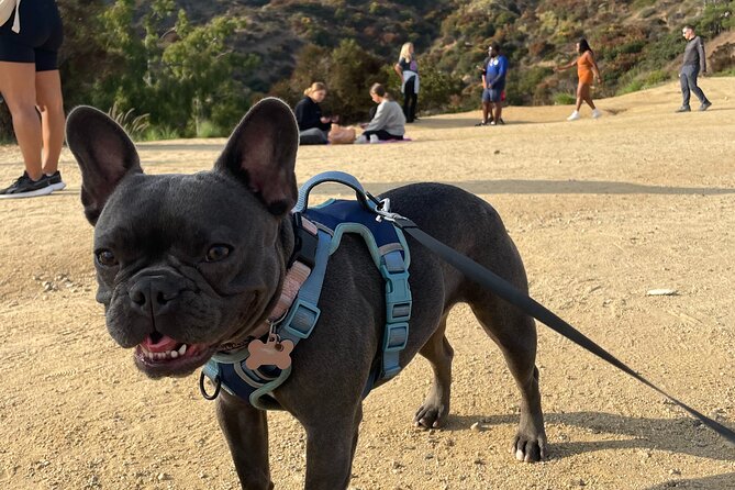Hollywood Sign 2.5-Hour Tour with Comedians and Their Dogs - How difficult is the full route?