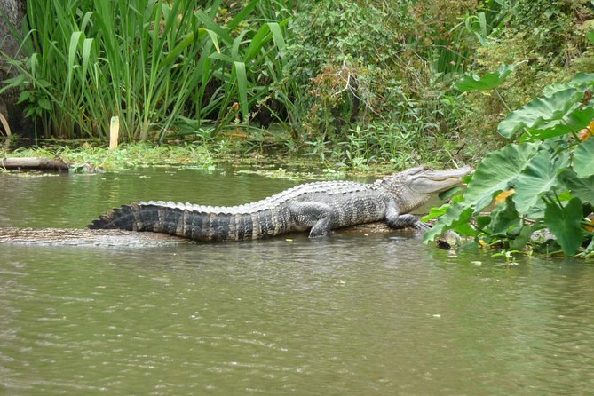 Honey Island Swamp Boat Tour - A wild morning on the West Pearl River