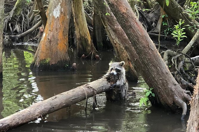 Honey Island Swamp Boat Tour - Practical details that can save you trouble