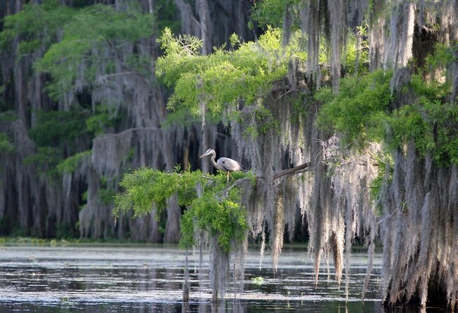 Honey Island Swamp Boat Tour with Transportation from New Orleans - Key points to know before booking