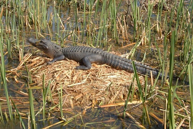 Honey Island Swamp Boat Tour with Transportation from New Orleans - From the French Quarter to the West Pearl River