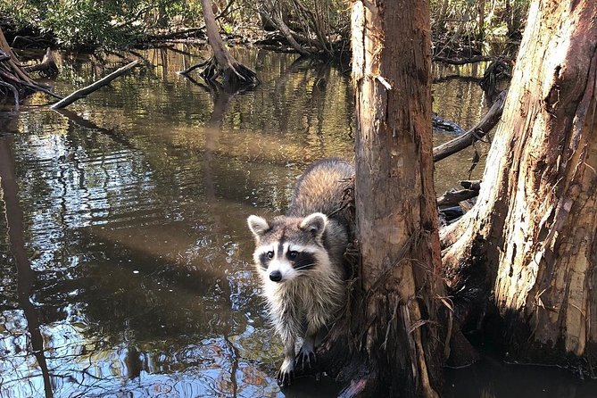 Honey Island Swamp Boat Tour with Transportation from New Orleans - Is $64 a fair price?