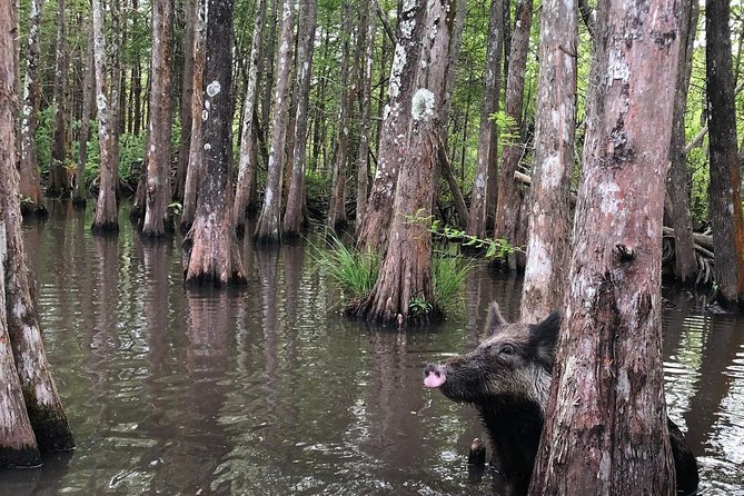 Honey Island Swamp Boat Tour with Transportation from New Orleans - Who will enjoy this swamp trip most?
