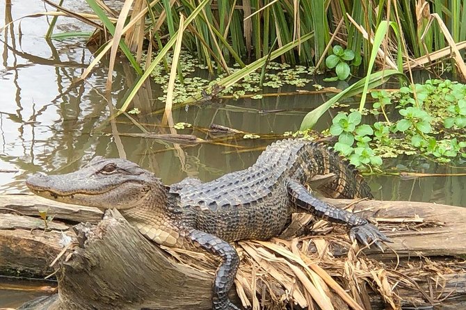 Honey Island Swamp Boat Tour with Transportation from New Orleans - Small details that improve the day