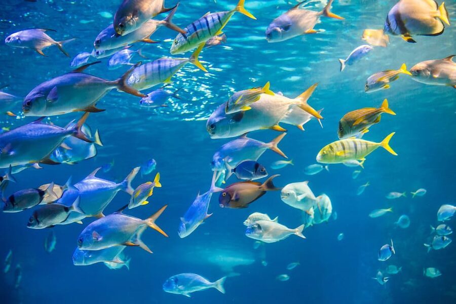 Honolulu: Glass Bottom Boat Tour along Oahu's South Shore - What You See Through the Glass Windows
