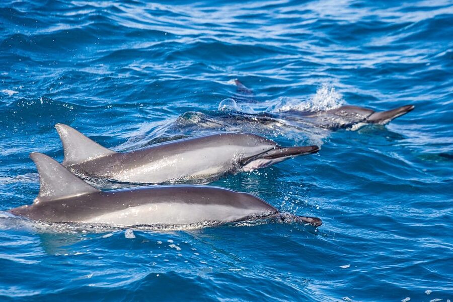 Honolulu: Glass Bottom Boat Tour along Oahu's South Shore - Bringing Drinks, Including Alcohol
