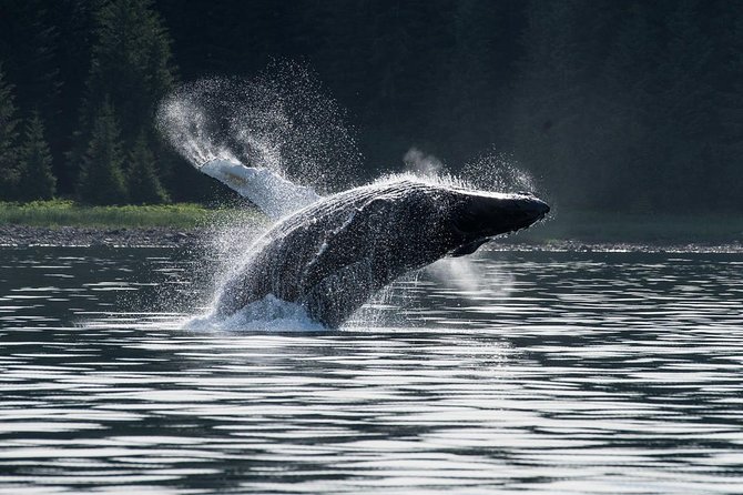 Hoonah Whale-Watching Cruise - Near Icy Strait Point - A boat built for changing Alaska weather