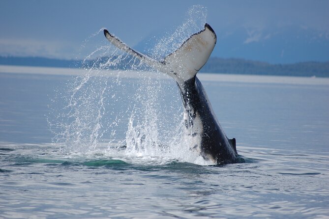 Hoonah Whale-Watching Cruise - Near Icy Strait Point - Captains, stories, and a sense of place