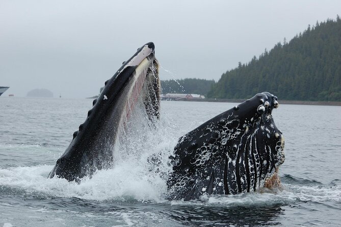 Hoonah Whale-Watching Cruise - Near Icy Strait Point - Why the small group affects the experience