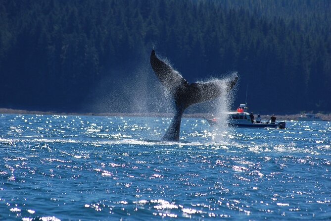 Hoonah Whale-Watching Cruise - Near Icy Strait Point - Timing your day around the ship