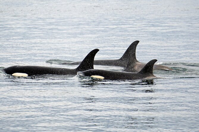 Hoonah Whale-Watching Cruise - Near Icy Strait Point - Who should book this Hoonah cruise?