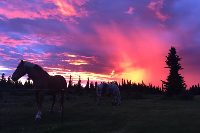 Horse-Drawn Covered Wagon Ride with Backcountry Dining - Riding beneath Denali’s mountain wall