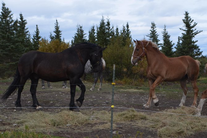 Horse-Drawn Covered Wagon Ride with Backcountry Dining - Meeting the draft horses after lunch